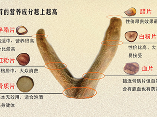 购买鹿茸如何辨识真假